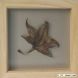 Liquidambar leaf - wooden frame, small